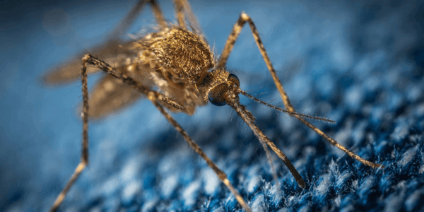 TODO LO QUE DEBERÍAS SABER SOBRE LAS PICADURAS DE MOSQUITO, PICADURAS DE MEDUSA EN VERANO